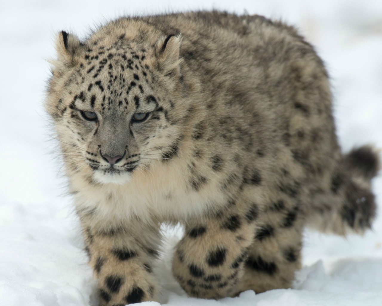 Барс идет по снегу