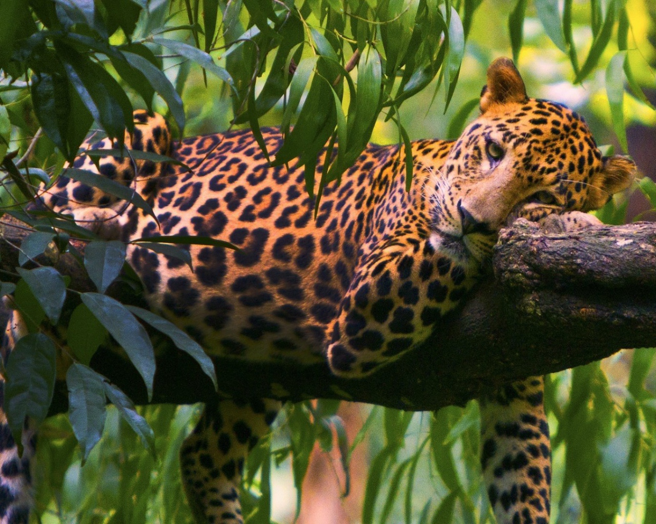 Леопард на ветке дерева