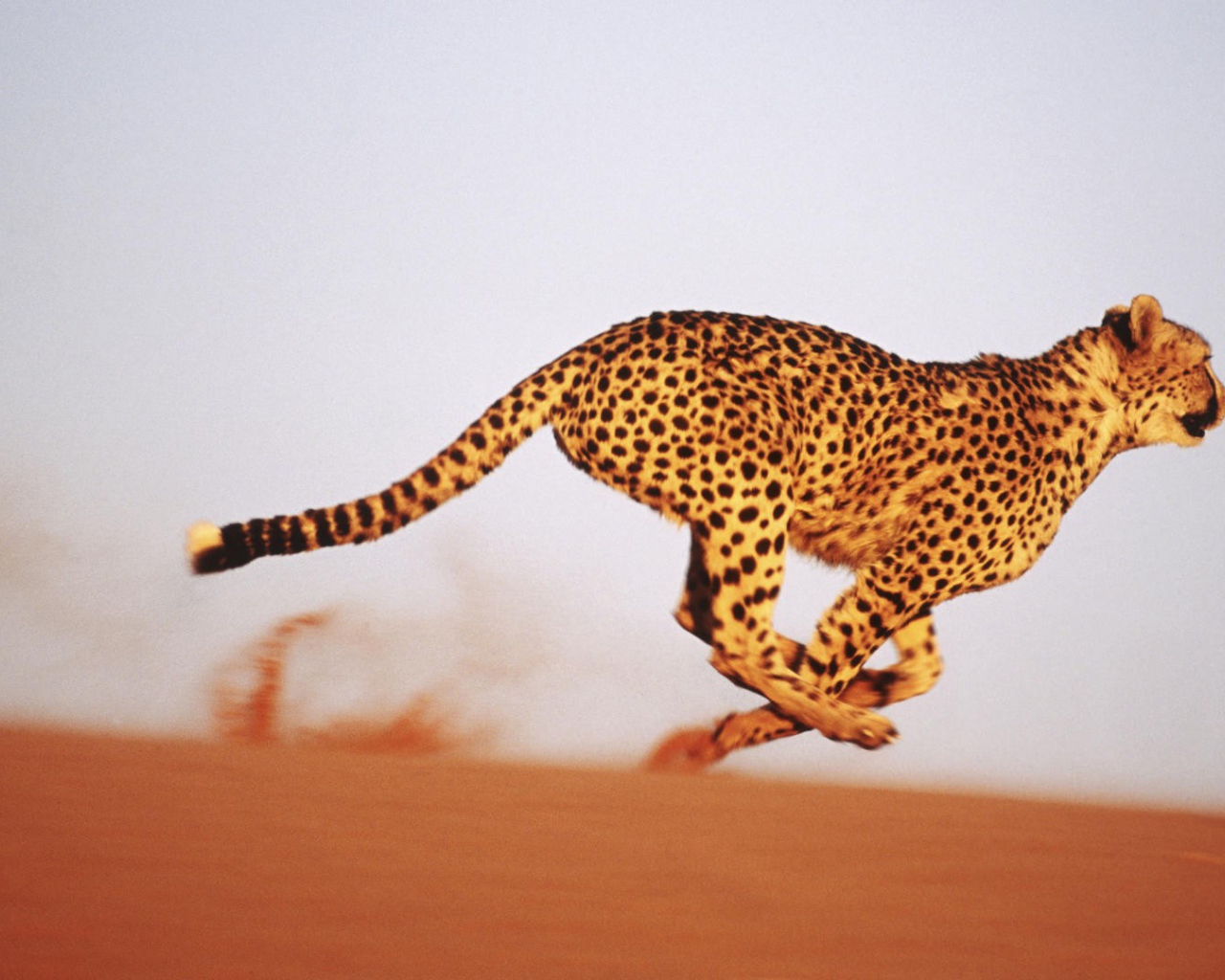 Леопард бежит по песку
