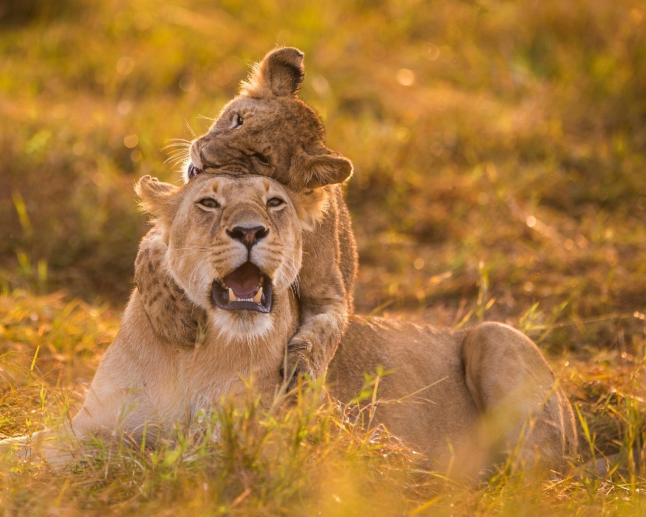 Львенок верхом на маме