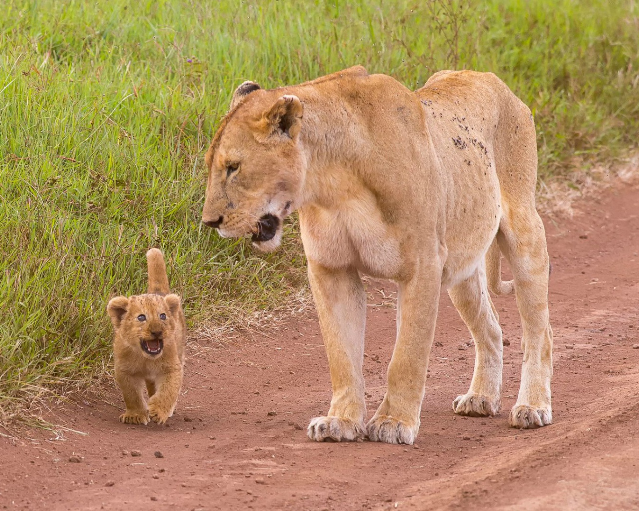 Львенок с мамой идут по дороге