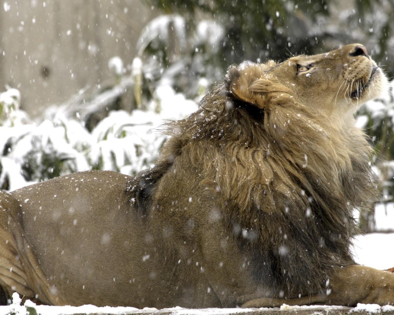 Лев на снегу