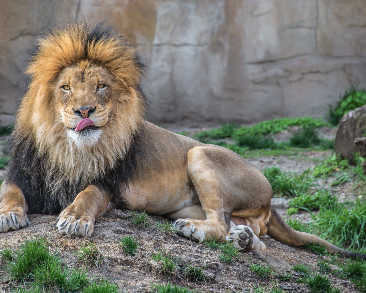 Лев в зоопарке облизывает нос