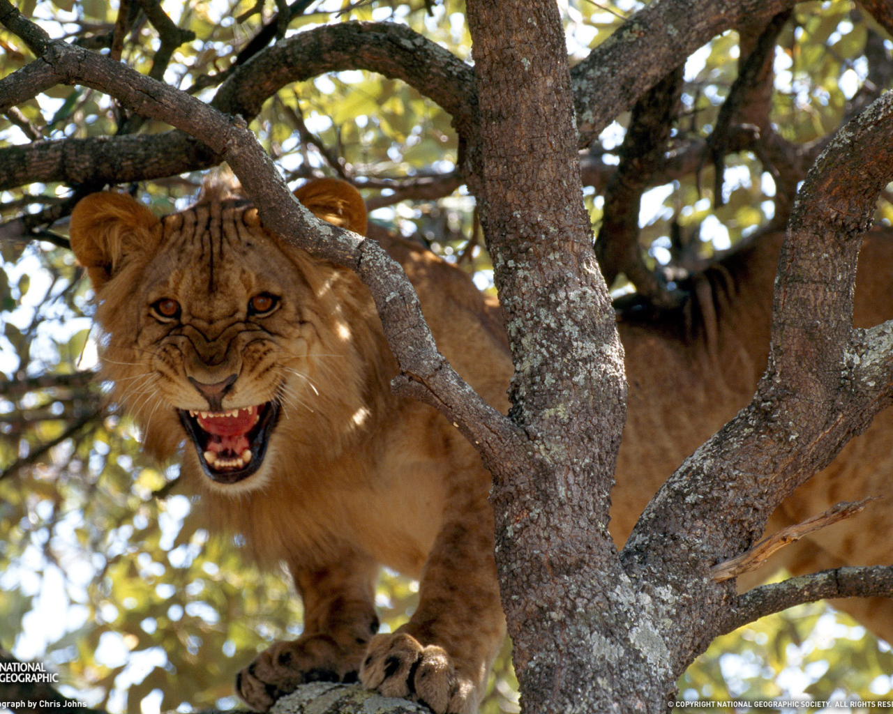 Лев рычит на дереве