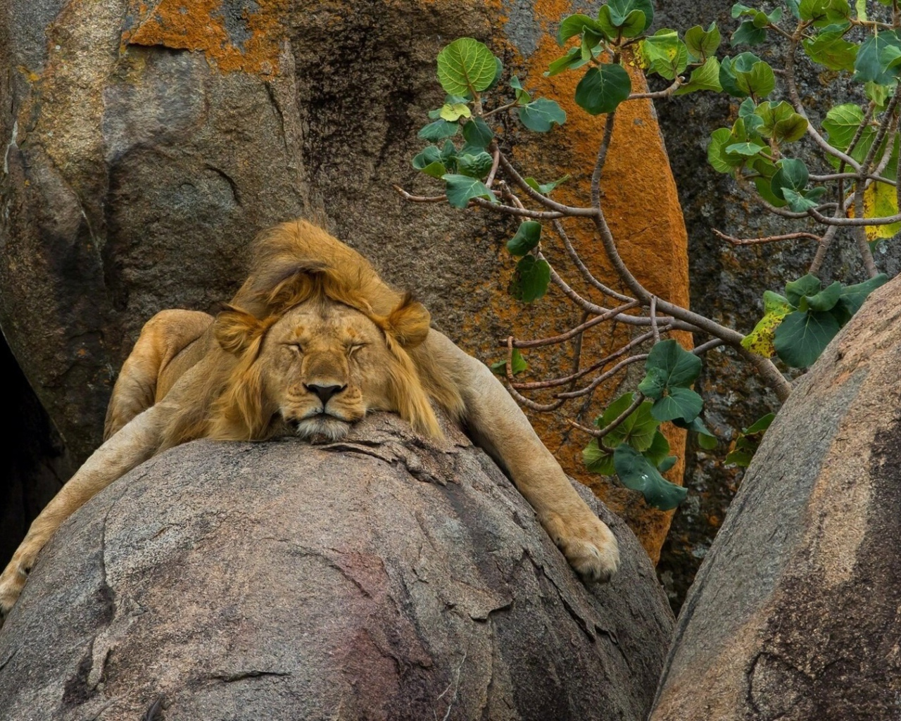Лев безмятежно спит на камне