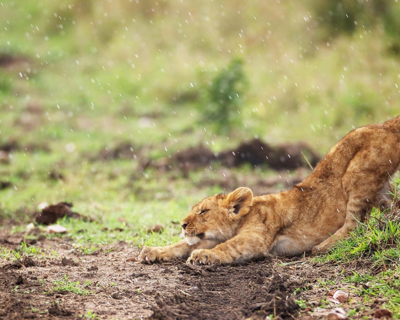 Львенок стоит под дождем