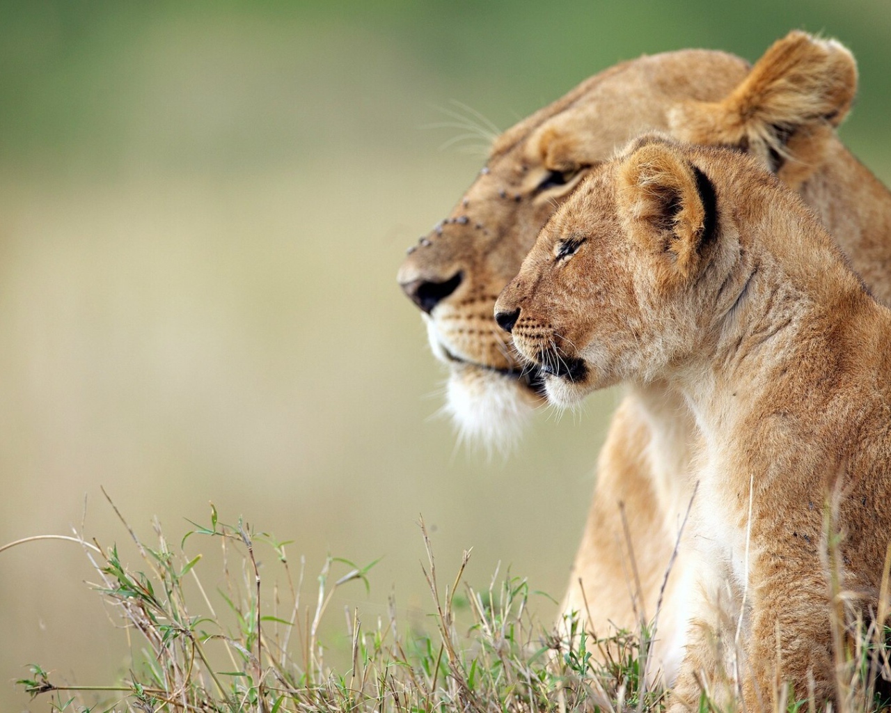Львица и львёнок наблюдают за зеброй