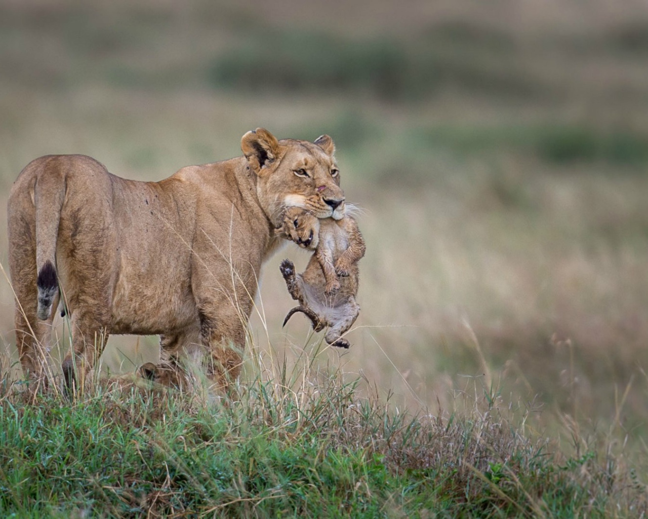 Львица держит детеныша в зубах