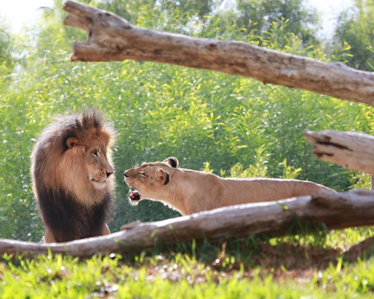 Львица рычит на льва