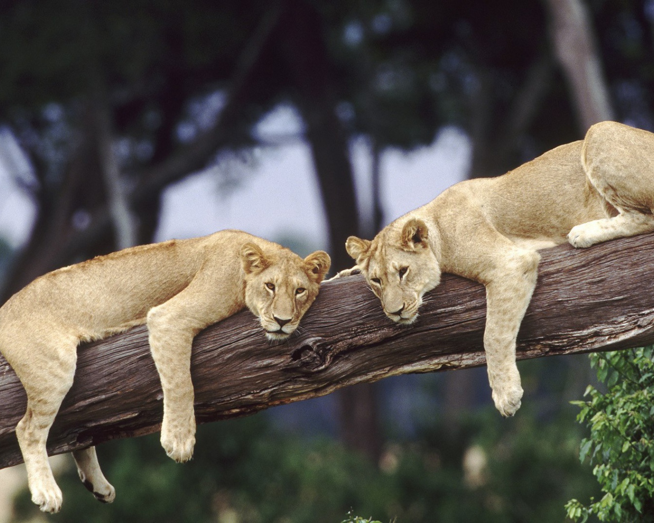 Львицы отдыхают на стволе дерева