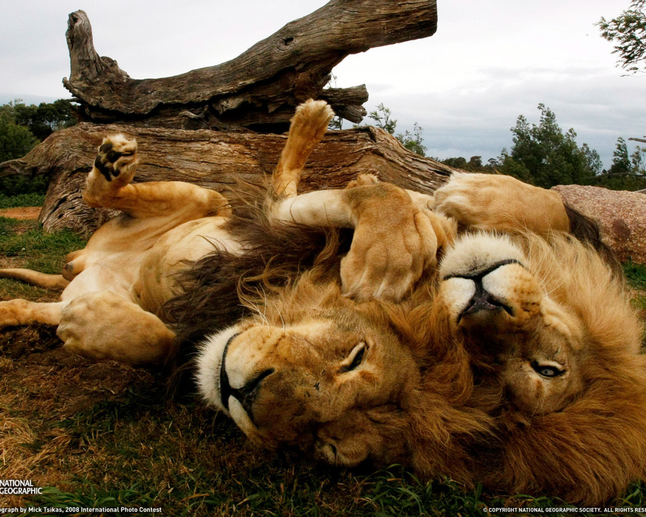 Lions resting on the back