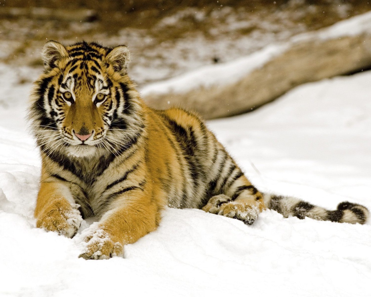 Маленький тигренок на снегу