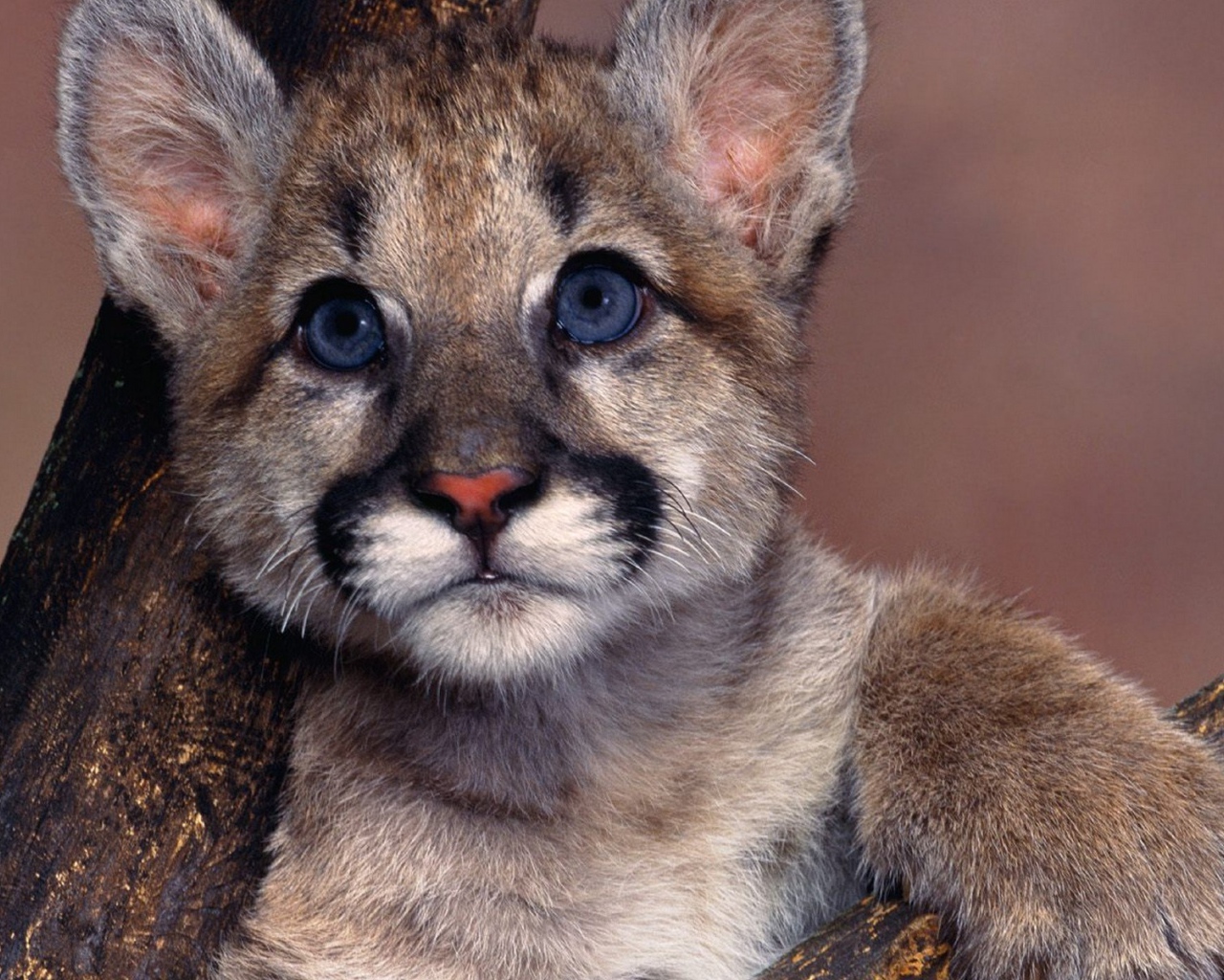 Маленький детеныш пумы