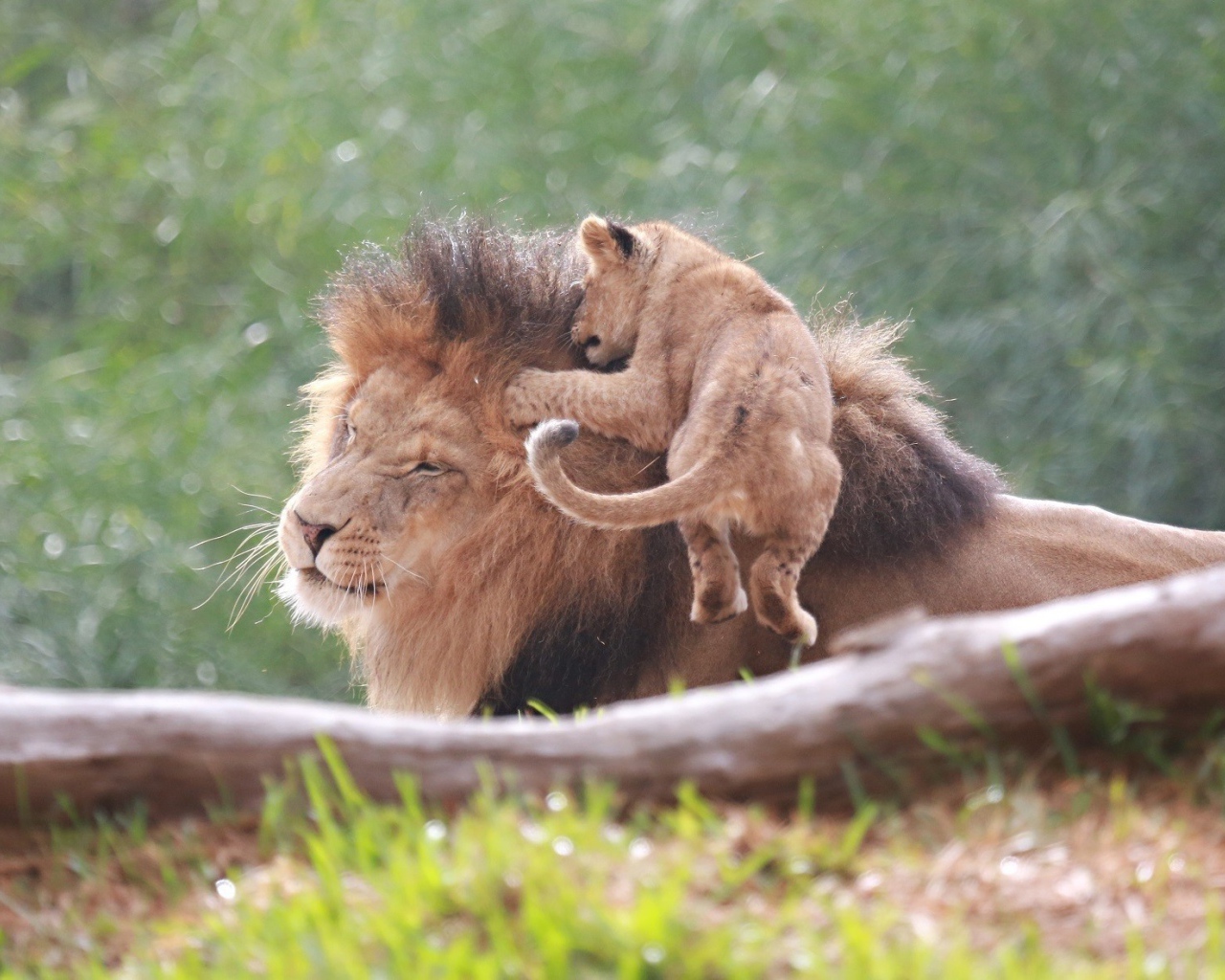 Маленький львенок на голове отца