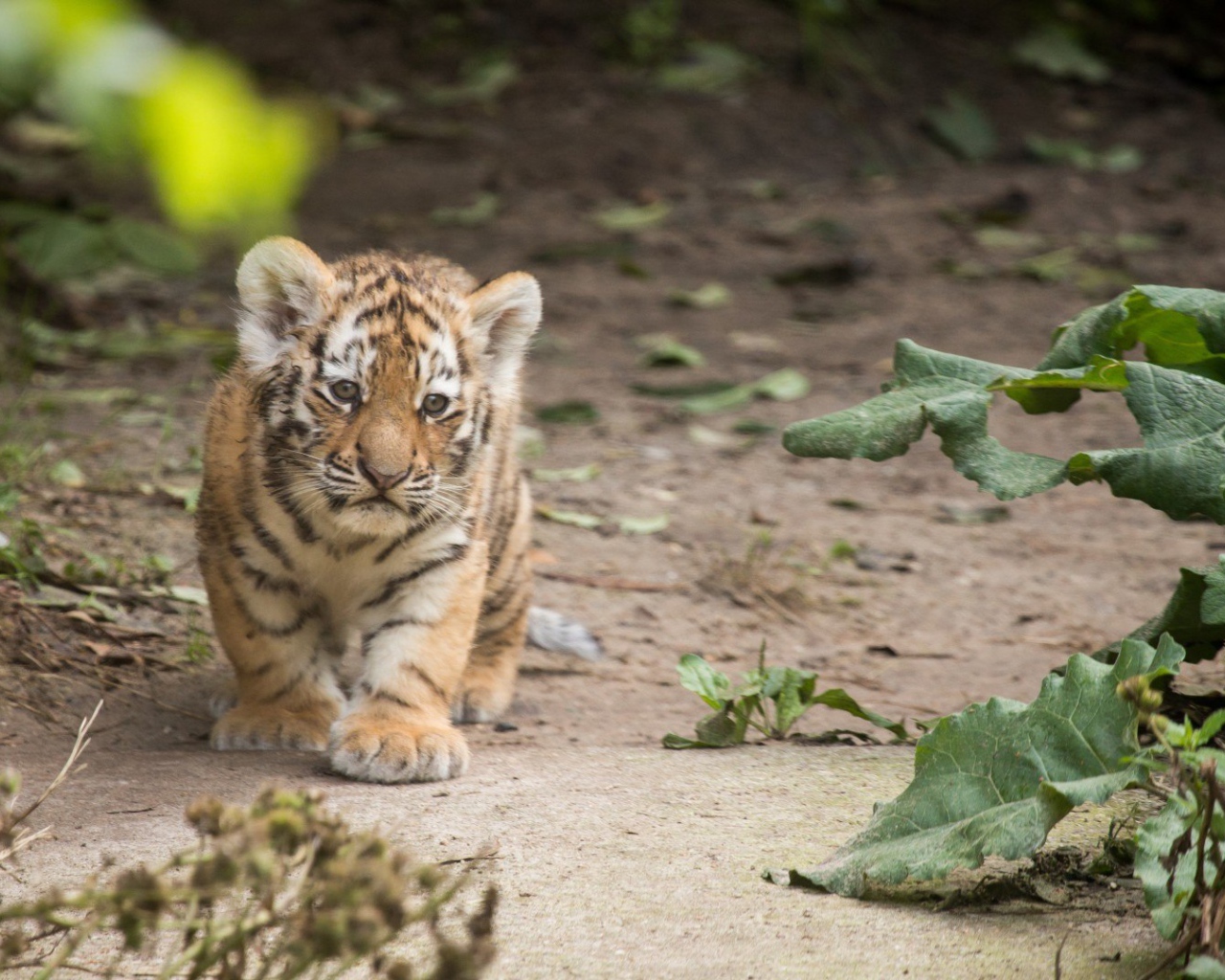 Маленький оранжевый тигренок