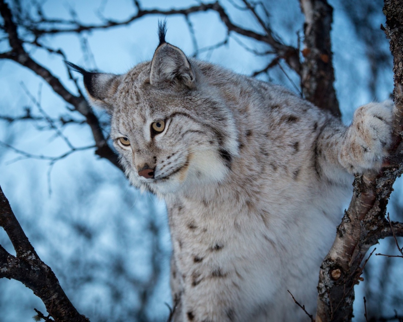 Рысь взбирается на дерево