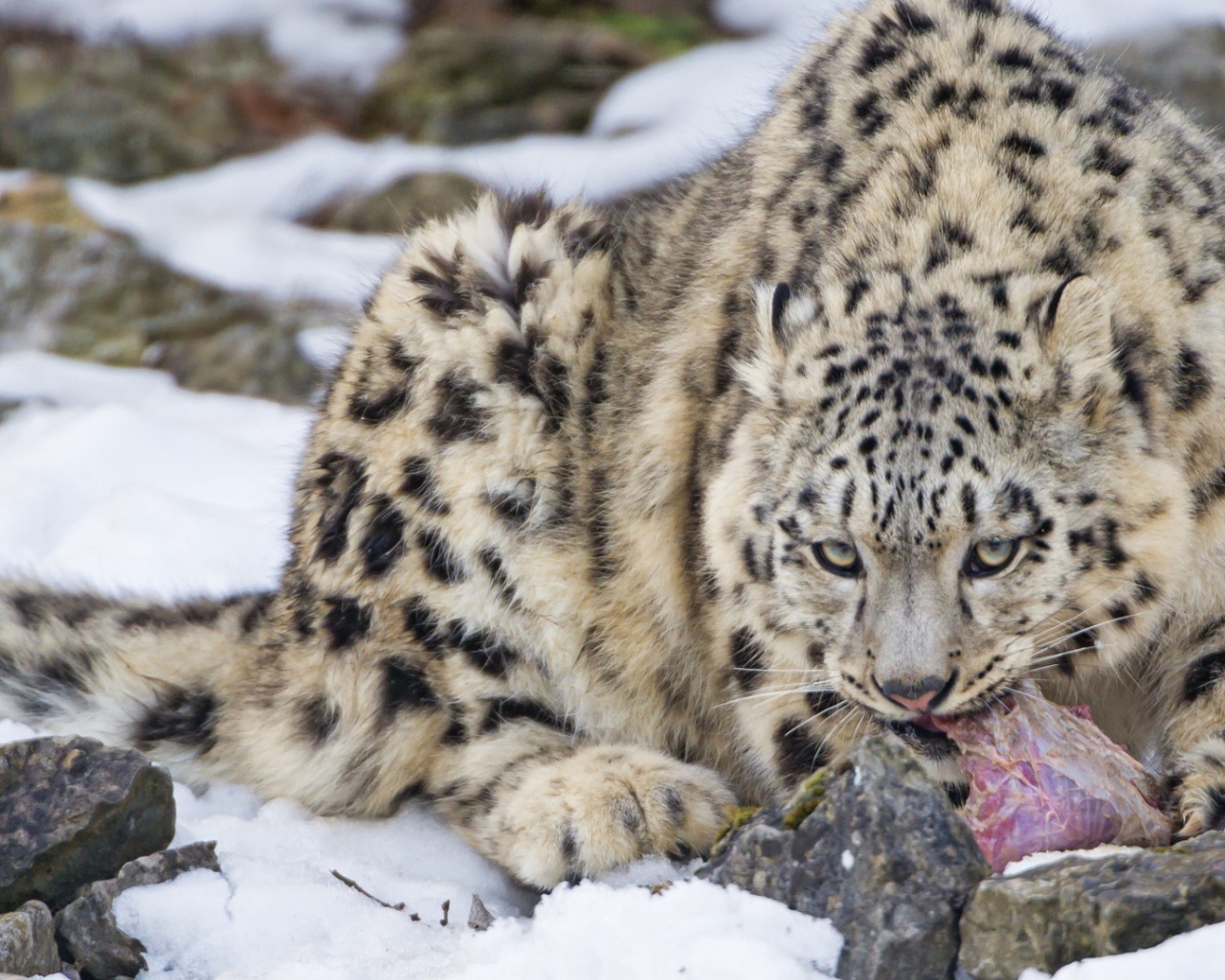 Рысь поедает добычу