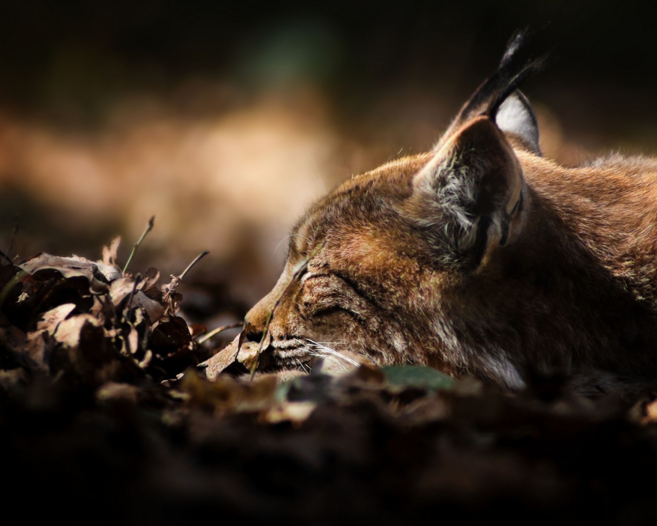 Рысь сидит в засаде