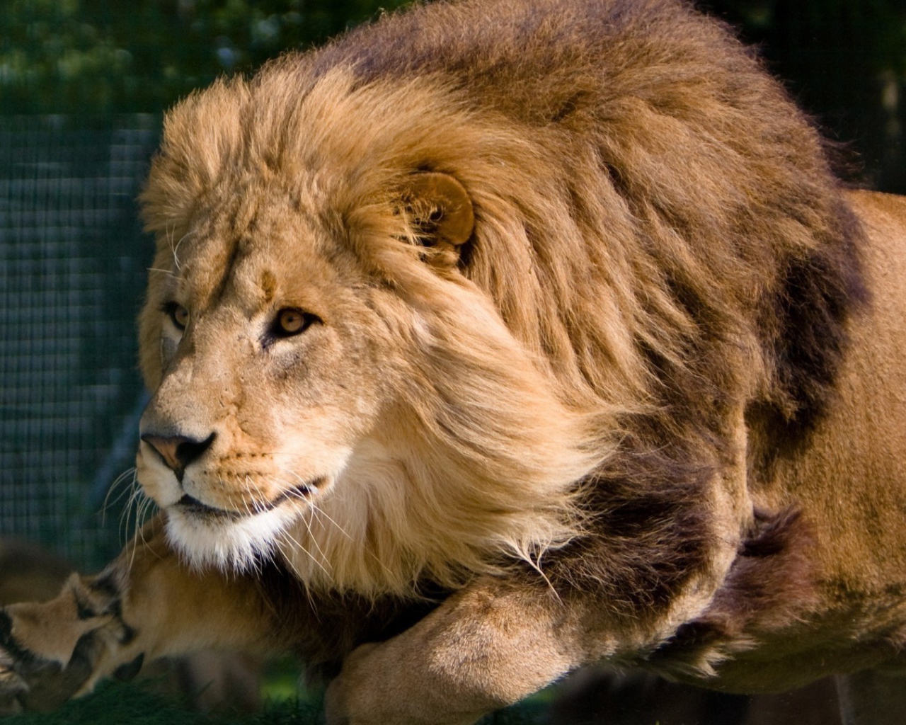 Гривастый лев в прыжке