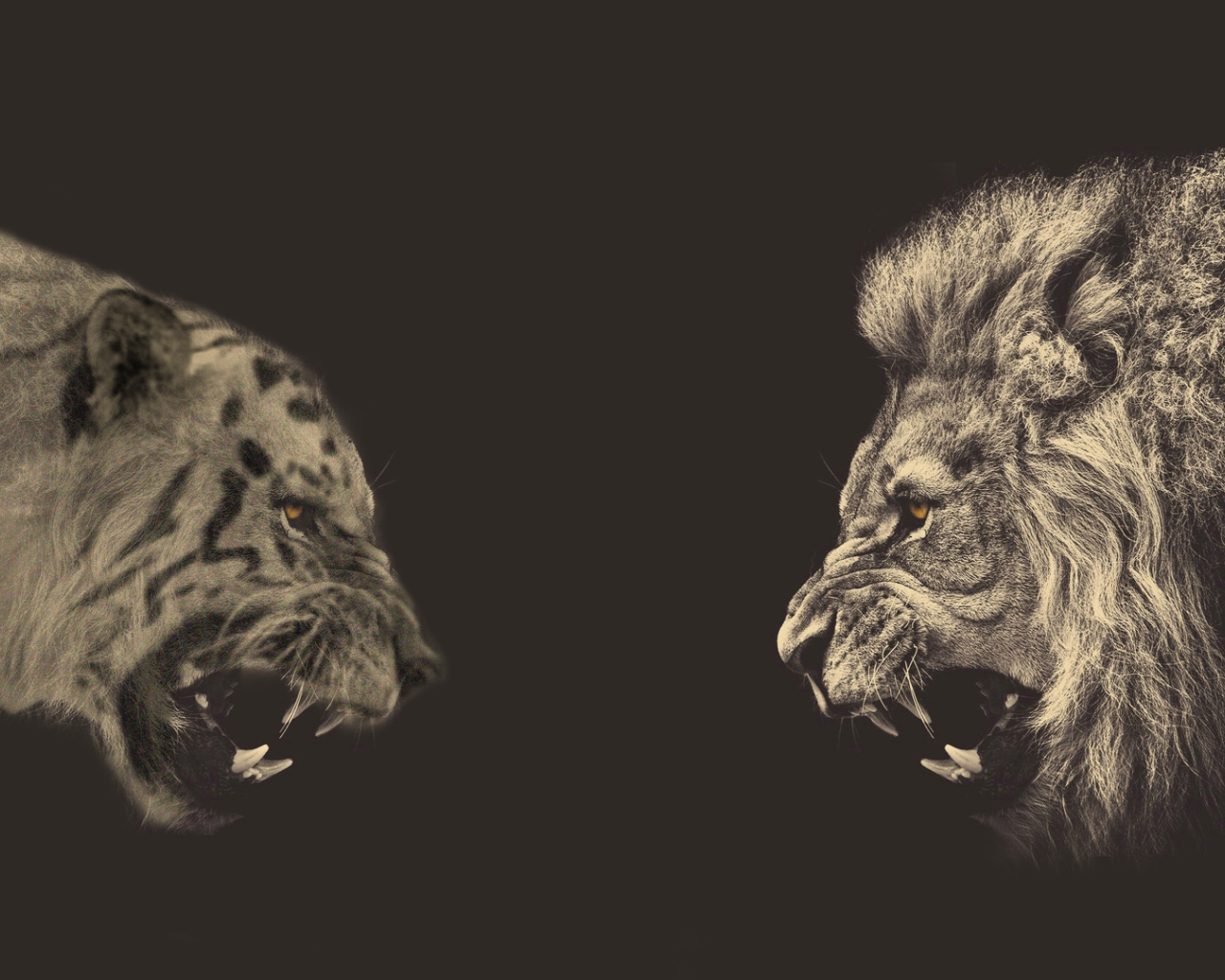 Встреча льва и тигра, серый фон