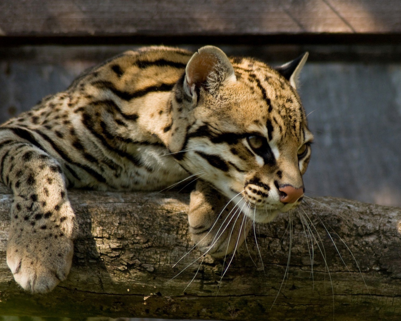 Оцелот повис на деревянной перекладине