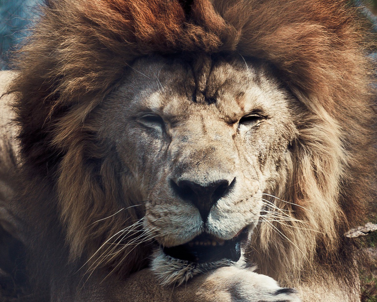 Старый лев в зоопарке