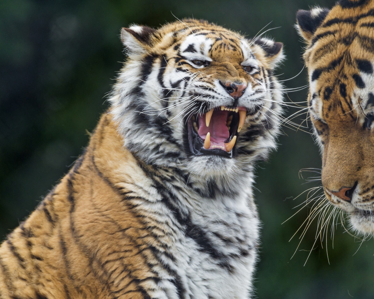 Один тигр оскалился на другого