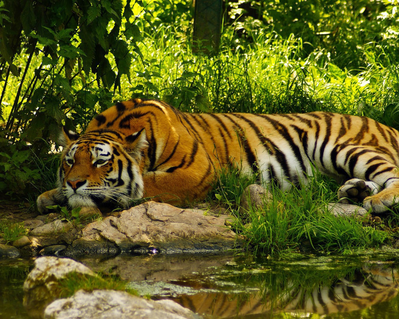 Умиротворенный тигр у воды