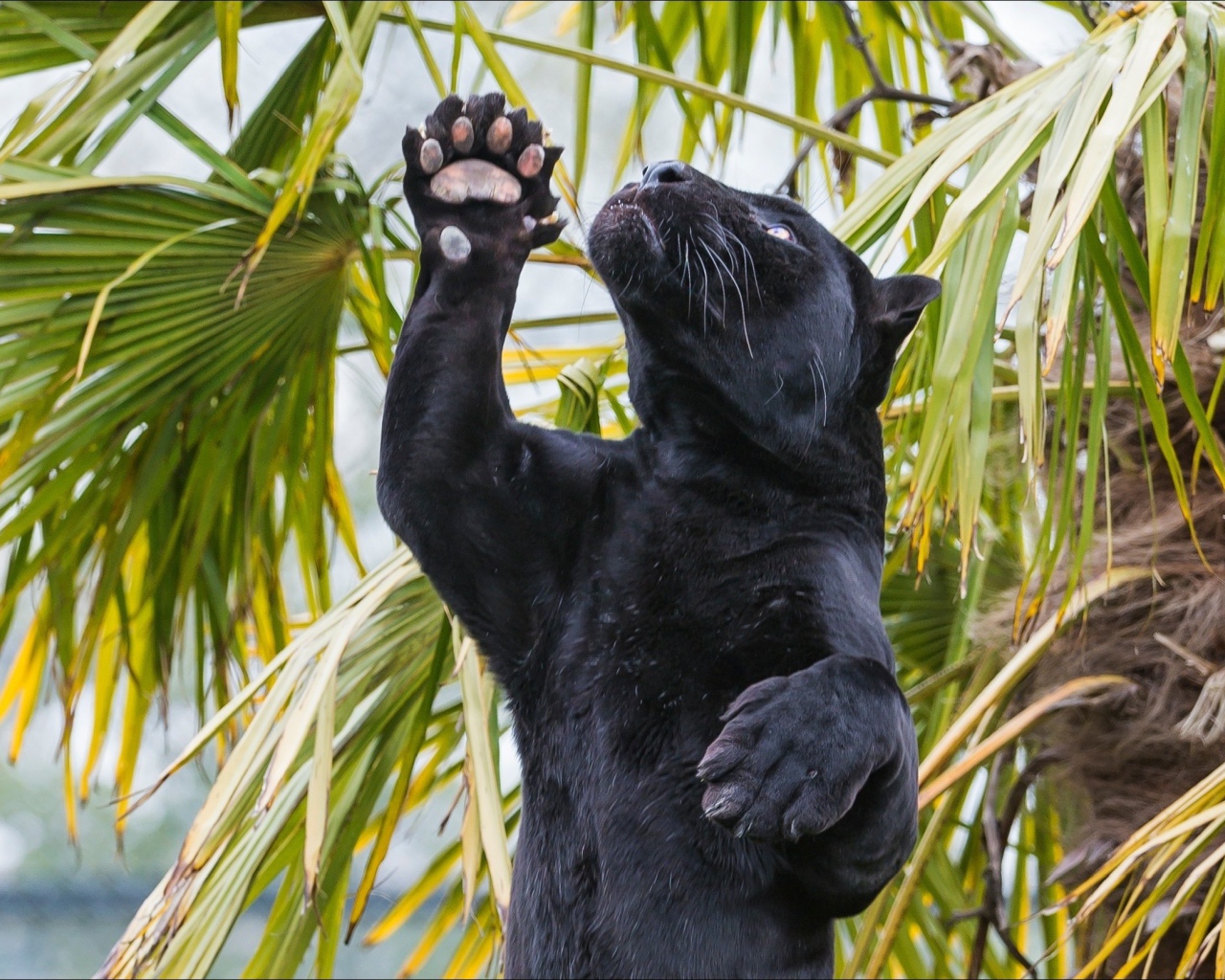 Пантера стоит на задних лапах под пальмой