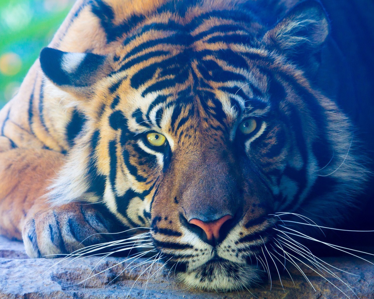 Задумчивый тигр лежит на камне