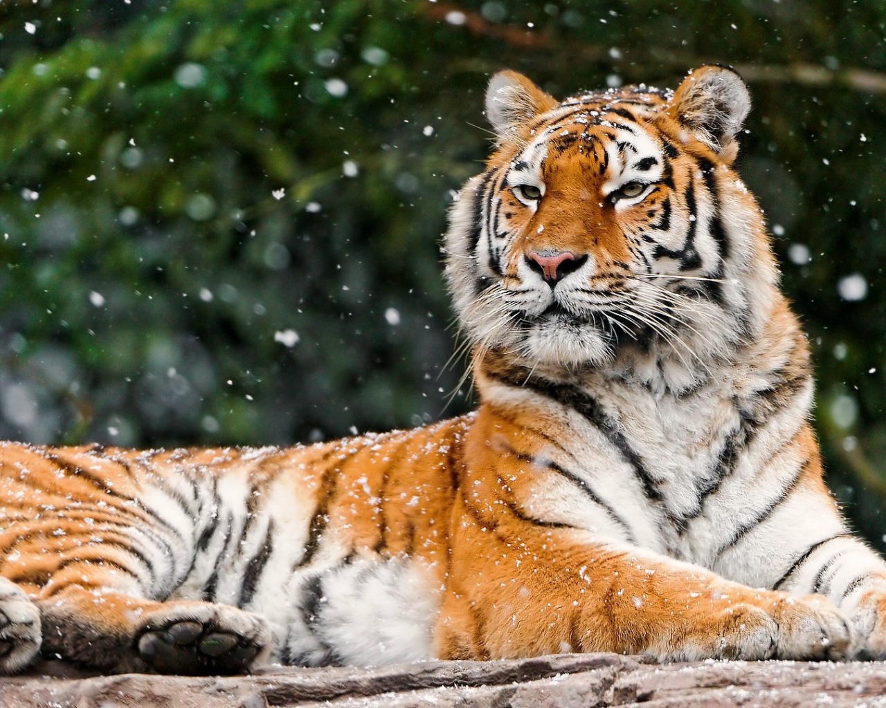 Гордая сибирская тигрица