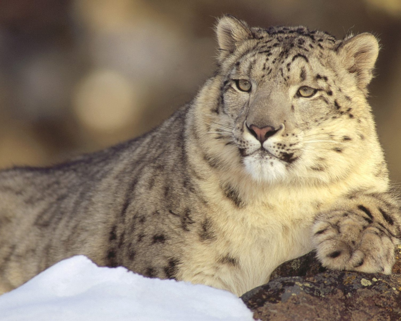 Гордый снежный барс