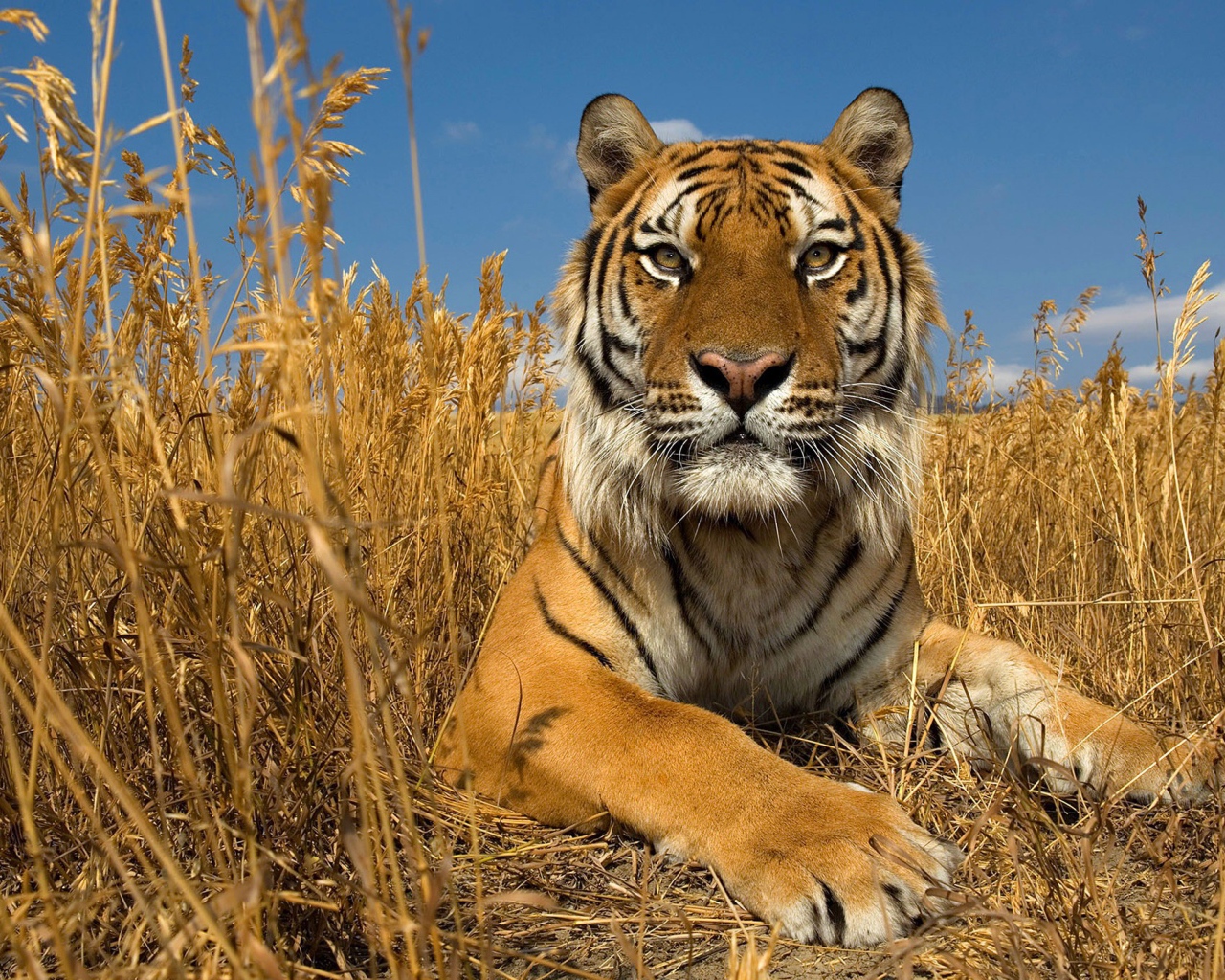 Гордый тигр в сухой траве