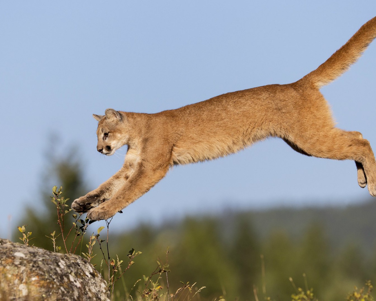 Пума в прыжке