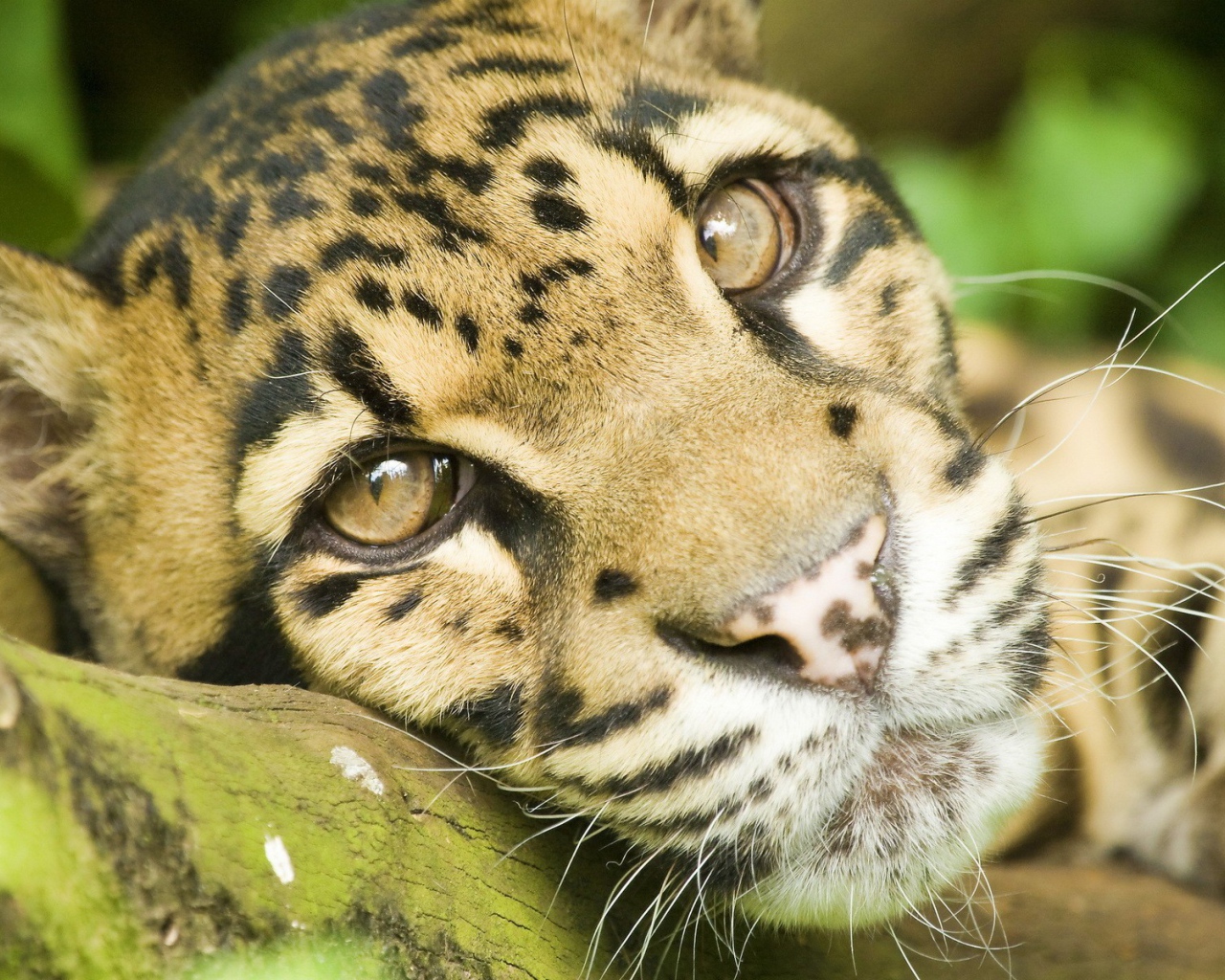 Грустные глаза леопарда