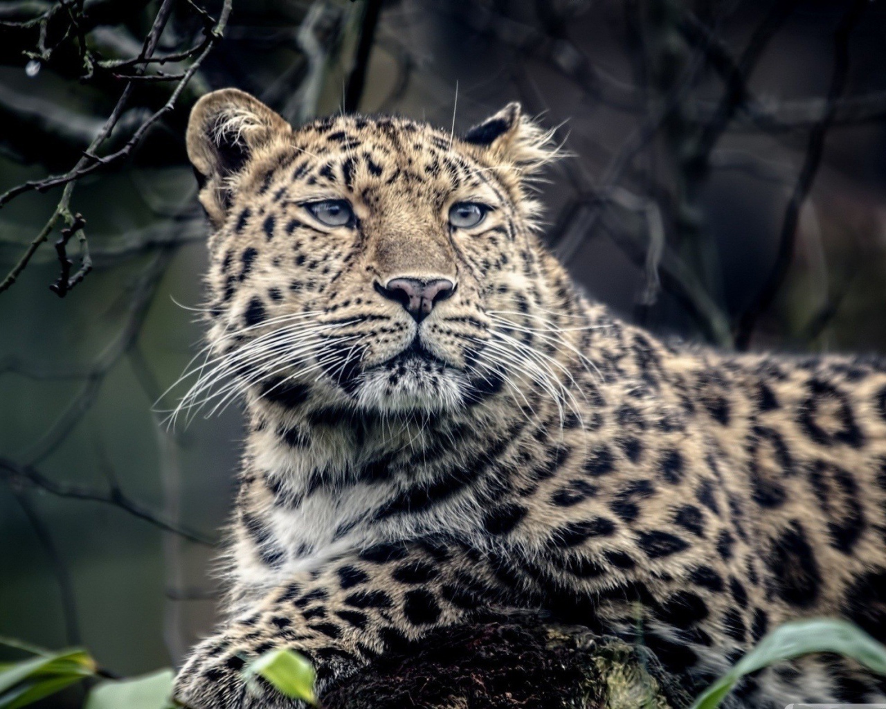 Грустный пятнистый леопард