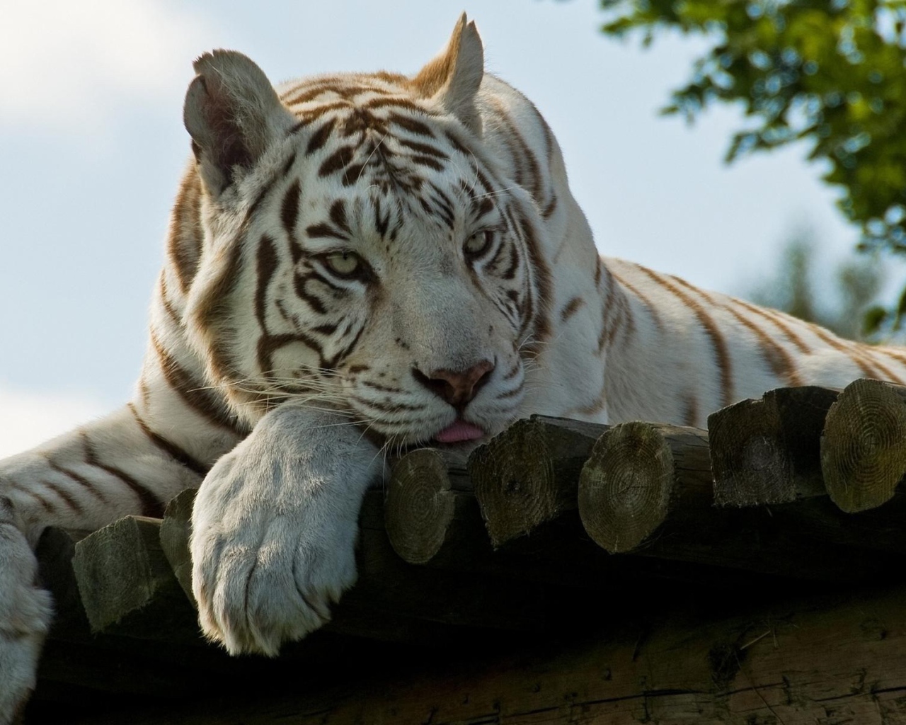 Грустный белый тигр