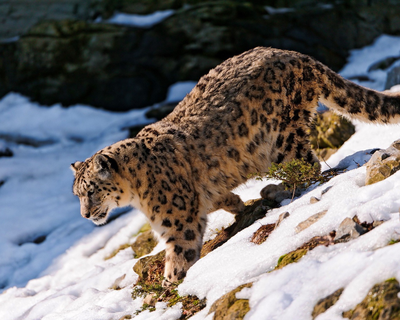 Снежный леопард идет вниз по склону горы