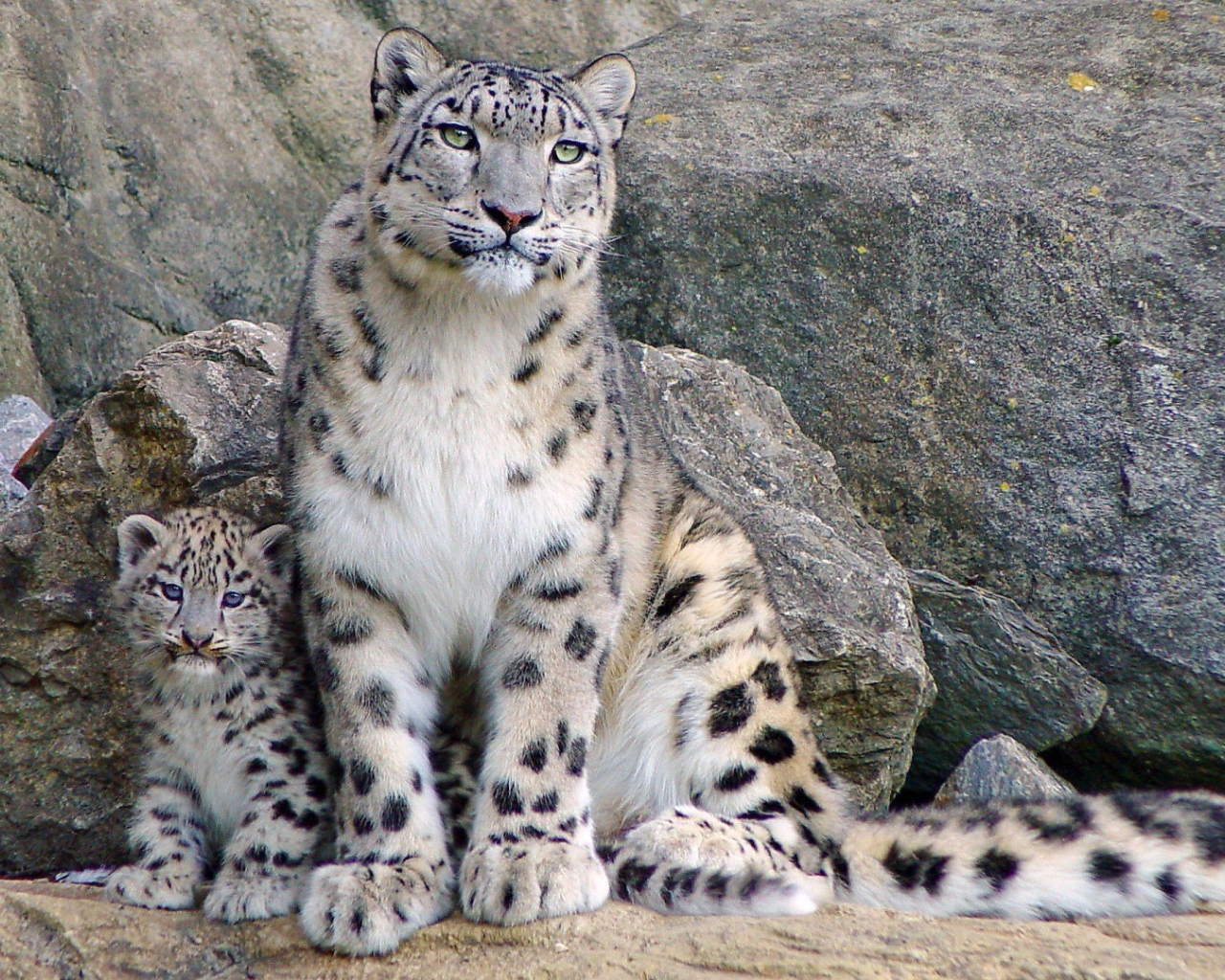 Снежный барс с котенком