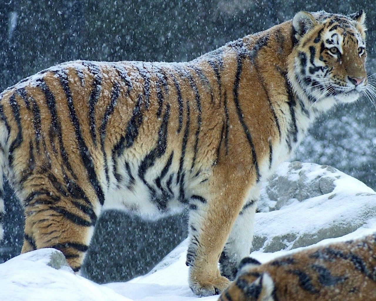 Снег на спине тигра