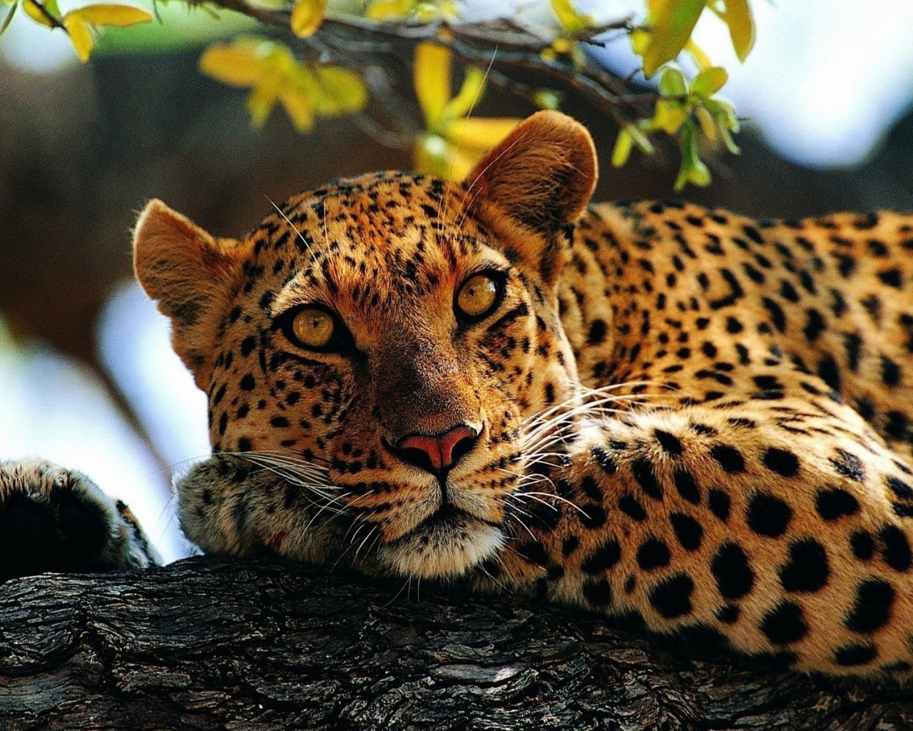 Пятнистый ягуар лежит на дереве