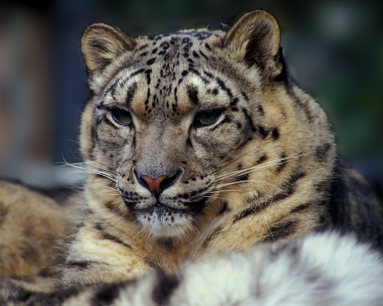 Суровый взгляд дикой кошки