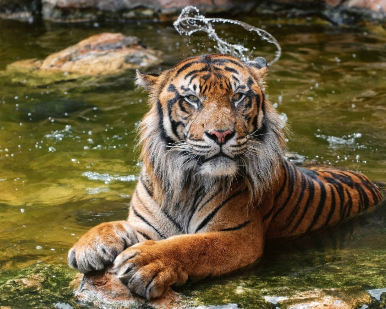 Суматранский тигр в воде