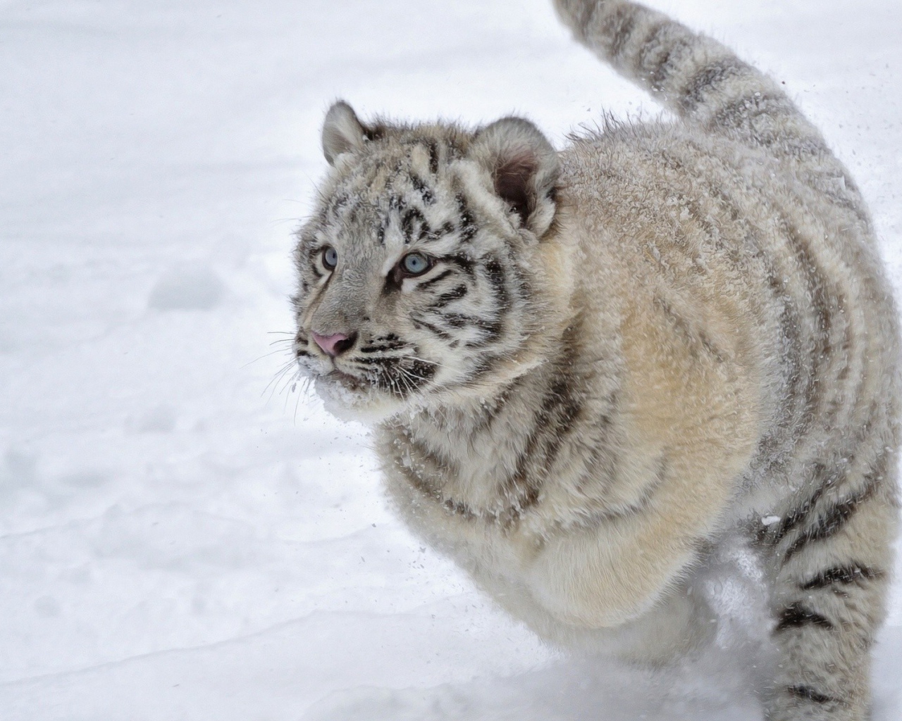 Голубоглазый тигренок бежит по снегу