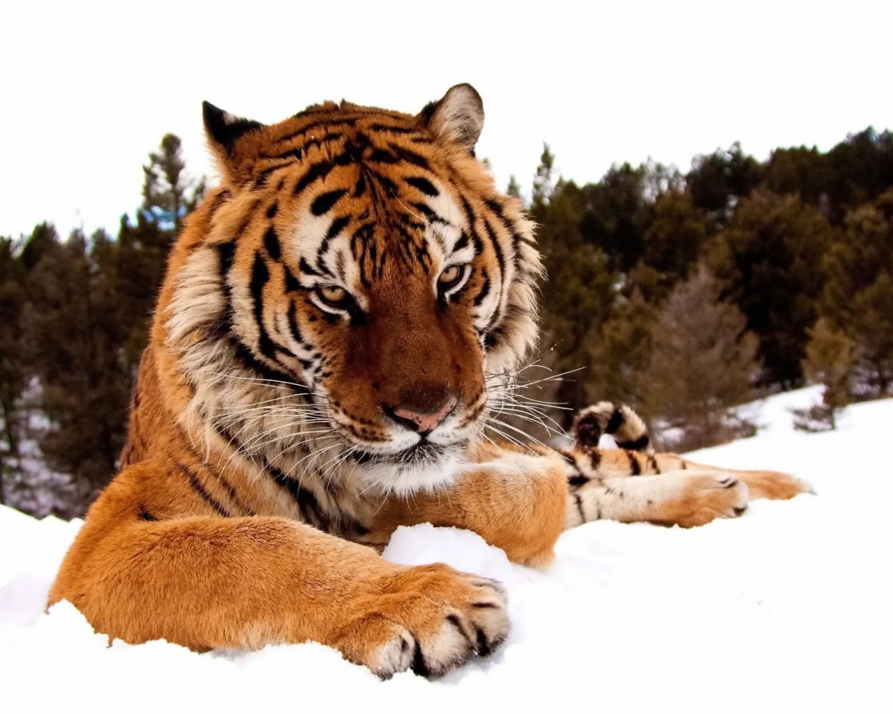 Добродушный тигр лежит на снегу