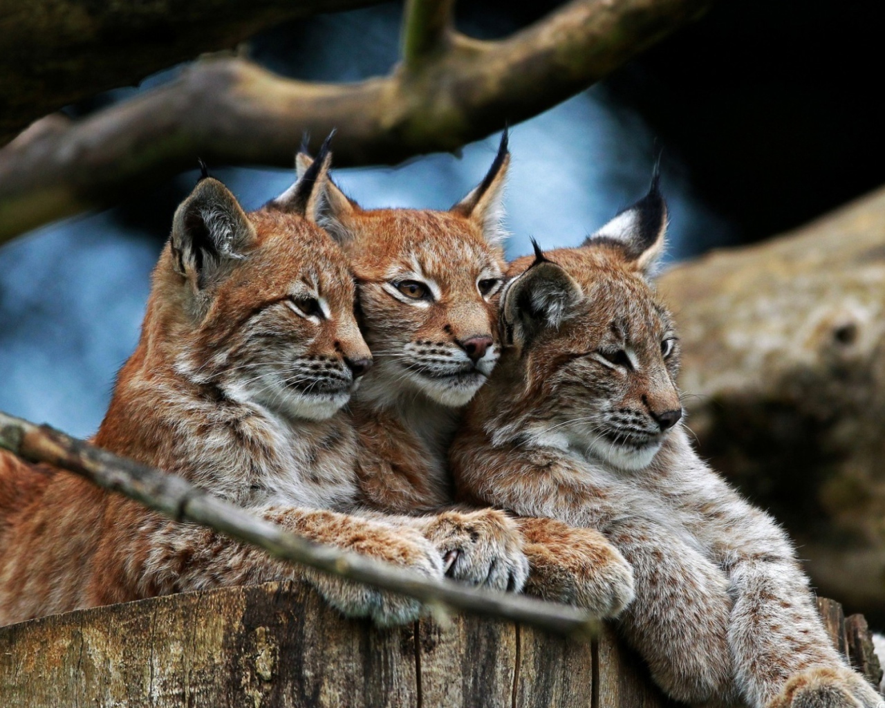 Три рыси под веткой