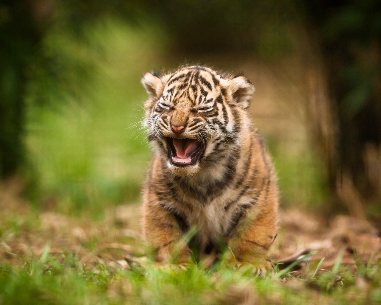 Детеныш тигра зовет родителей