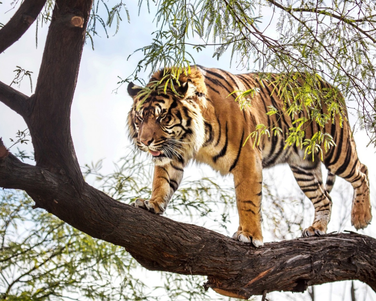 Тигр идет по стволу дерева