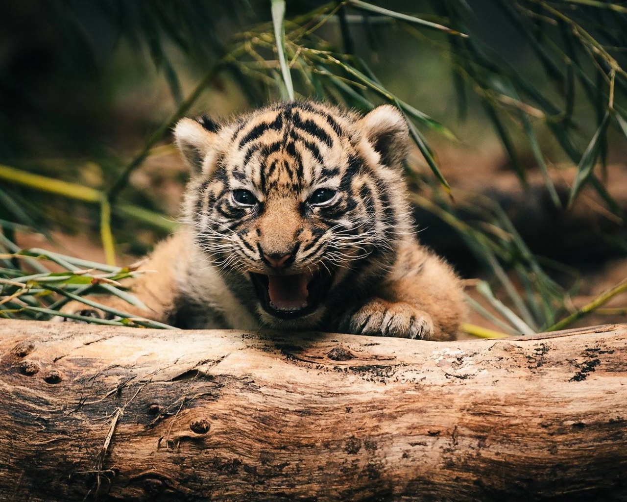 Тигренок прячется за деревом