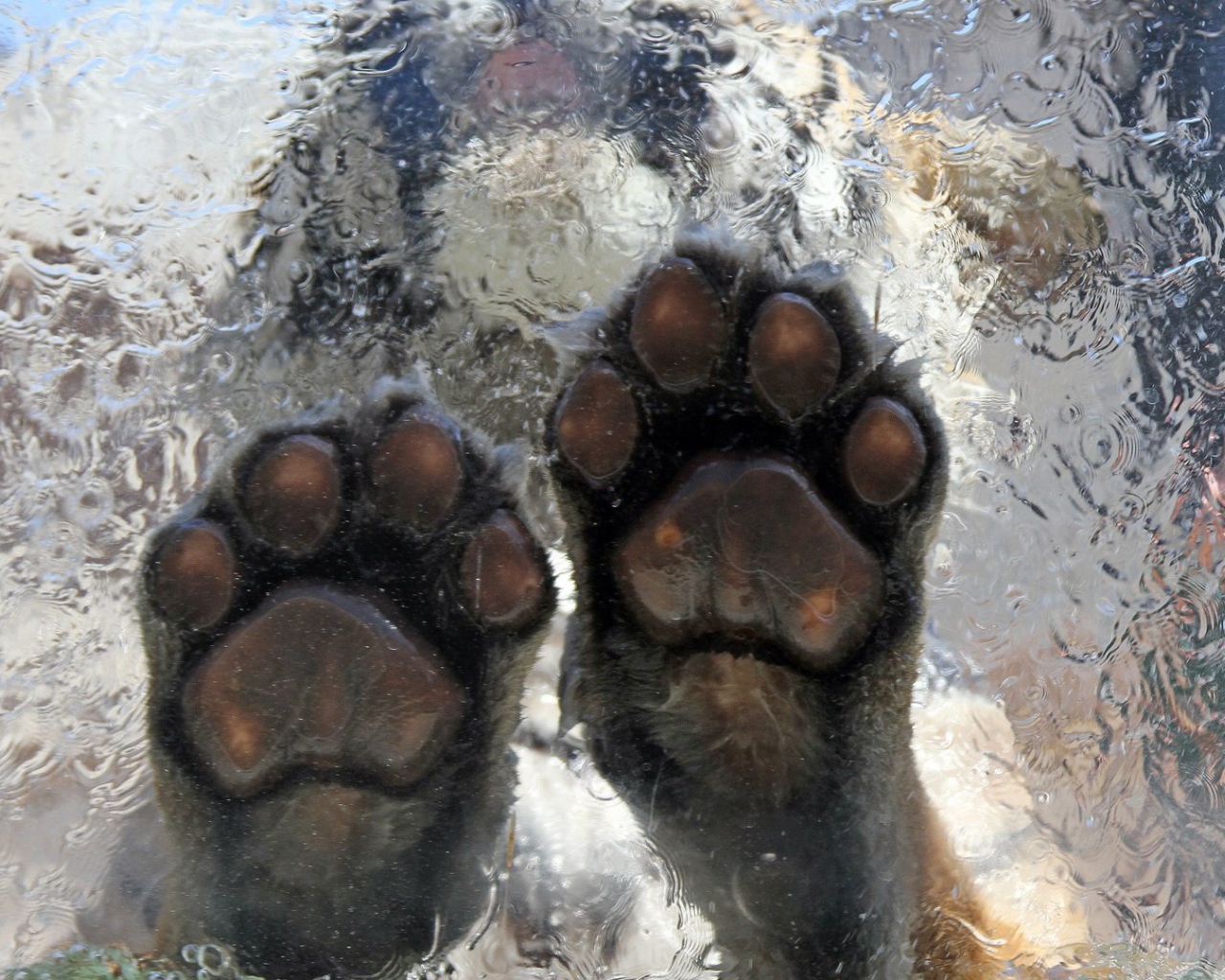 Тигр на льду